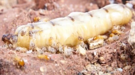 Queen Termite